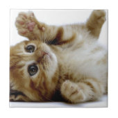 schattig klein kattengembertje tegeltje (Voorkant)