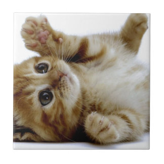 schattig klein kattengembertje tegeltje