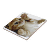 schattig klein kattengembertje tegeltje (Zijkant)