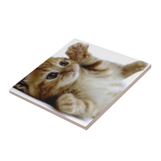 schattig klein kattengembertje tegeltje (Zijkant)