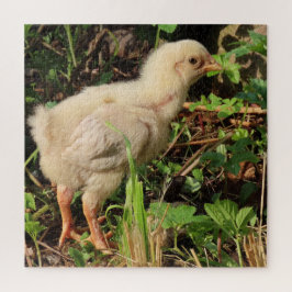 schattig klein kuikentje, kippen kuikens, natuurli legpuzzel