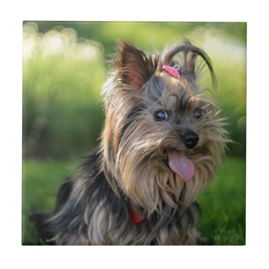 Schattig Klein Yorkshire Terrier Hond Tegeltje (Voorkant)