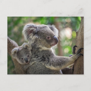 Schattig Koala Beer & Cub Australisch Dier Briefkaart