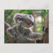 Schattig Koala Beer & Cub Australisch Dier Briefkaart (Voorkant)