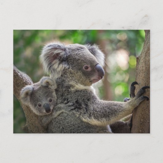 Schattig Koala Beer & Cub Australisch Dier Briefkaart (Voorkant)