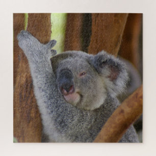 Schattig Koala Beer Legpuzzel