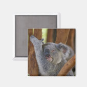 Schattig Koala Beer Magnet (Voorkant / Achterkant)