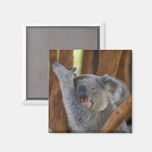 Schattig Koala Beer Magnet (Voorkant / Achterkant)