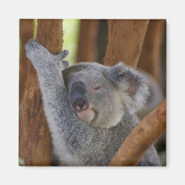 Schattig Koala Beer Magnet