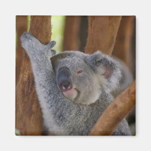 Schattig Koala Beer Magnet