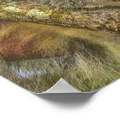 Schattig Koala Beer Poster (Hoek)