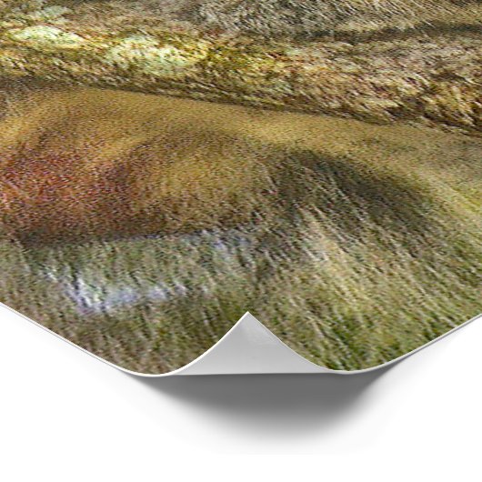 Schattig Koala Beer Poster (Hoek)