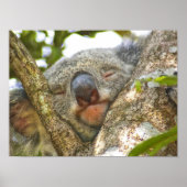 Schattig Koala Beer Poster (Voorkant)