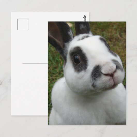 Schattig konijn Briefkaart (Voorkant / Achterkant)