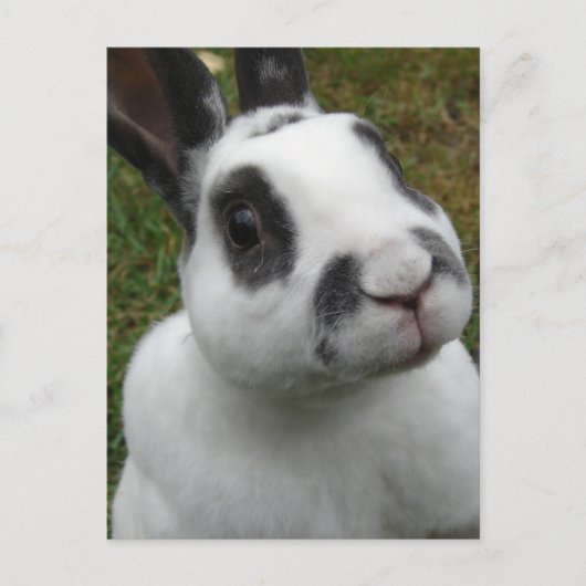 Schattig konijn Briefkaart (Voorkant)