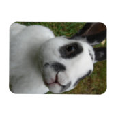 Schattig konijn magneet (Horizontaal)