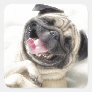 Schattig lachputontwerp vierkante sticker