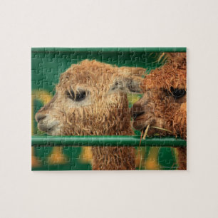 schattig lammetje die allebei iets bekijken legpuzzel