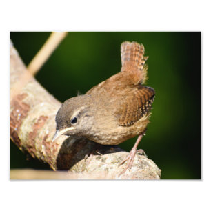 Schattig Little Wren Foto Afdruk