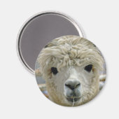 Schattig Magneet (Voorkant / Achterkant)