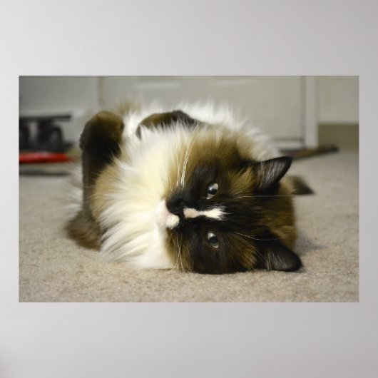 Schattig Manx Ragdoll Cat Poster (Voorkant)