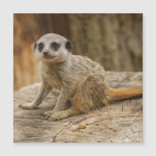 Schattig Meerkat Baby