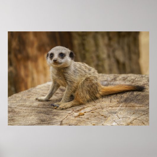 Schattig Meerkat Baby Poster (Voorkant)