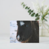 Schattig mini Horse Filly Briefkaart (Staand voorkant)