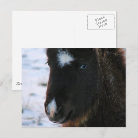 Schattig mini Horse Filly Briefkaart (Voorkant / Achterkant)