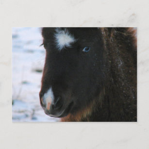 Schattig mini Horse Filly Briefkaart