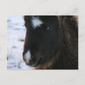 Schattig mini Horse Filly Briefkaart (Voorkant)