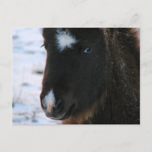 Schattig mini Horse Filly Briefkaart (Voorkant)