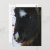 Schattig mini Horse Filly Briefkaart (Voorkant / Achterkant)