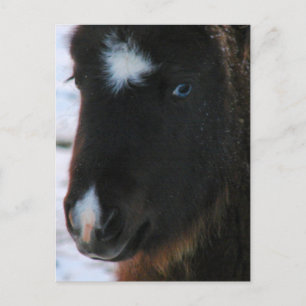 Schattig mini Horse Filly Briefkaart