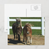 Schattig miniatuurpaard briefkaart (Voorkant / Achterkant)