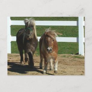 Schattig MiniatuurPaard Briefkaart