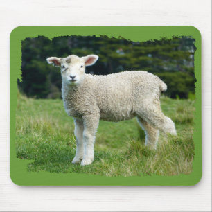 Schattig modderig lam baby schaap in weide muismat