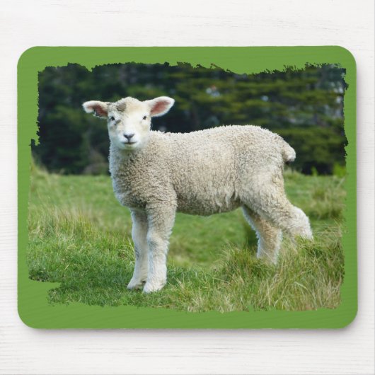 Schattig modderig lam baby schaap in weide muismat (Voorkant)