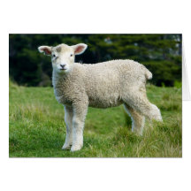 Schattig Modderig Lam in Groene Weide Aangepaste T