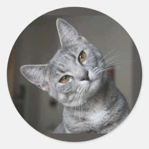 Schattig Nieuwsgierig Grijze Tabbykat Kitten Ronde Sticker