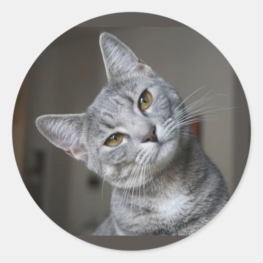 Schattig Nieuwsgierig Grijze Tabbykat Kitten Ronde Sticker (Voorkant)