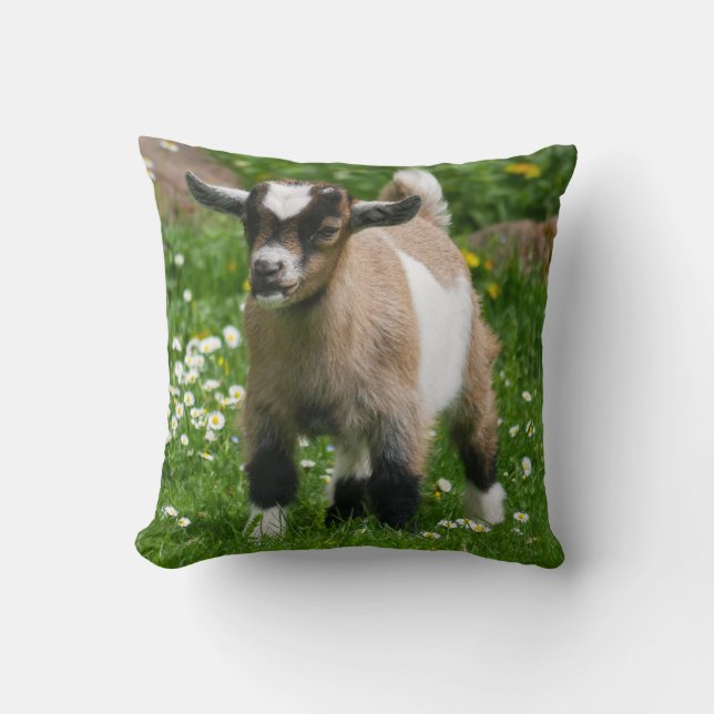 Schattig Nigeriaans Kind van dwerggeit Kussen (Voorkant)