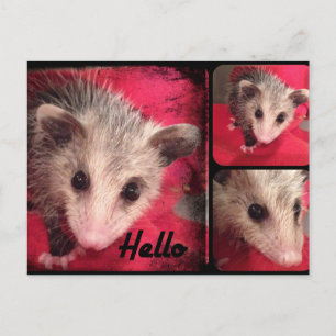 Schattig oppossum Briefkaart. Briefkaart