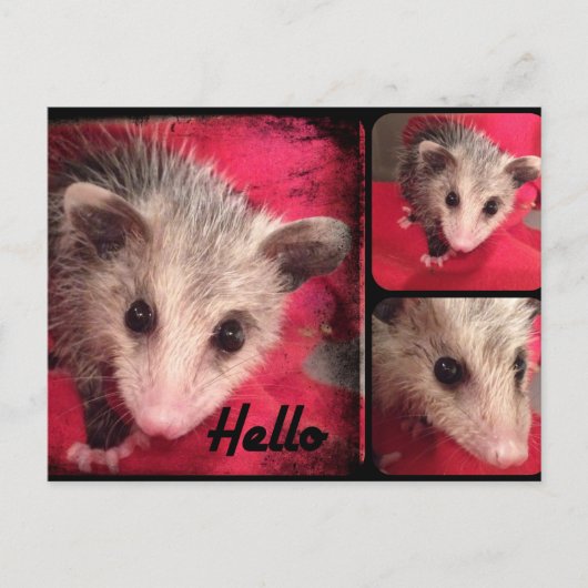 Schattig oppossum Briefkaart. Briefkaart (Voorkant)