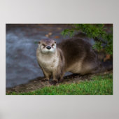 Schattig Otter op de Riverbank Poster (Voorkant)