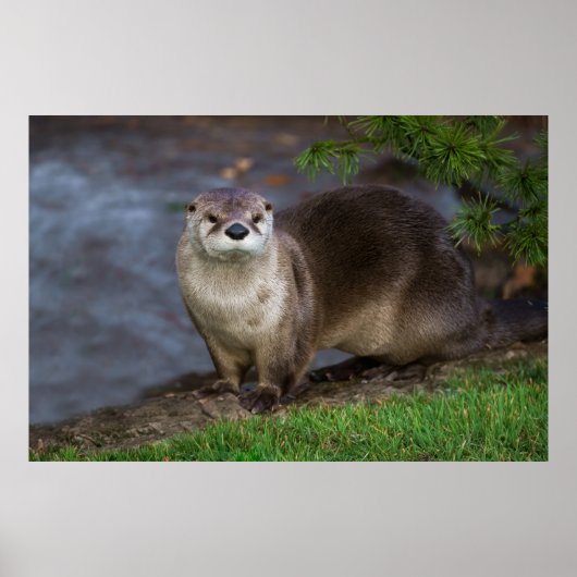 Schattig Otter op de Riverbank Poster (Voorkant)