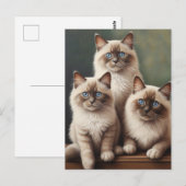 Schattig paar Ragdoll Kittens Sweet Cat Briefkaart (Voorkant / Achterkant)