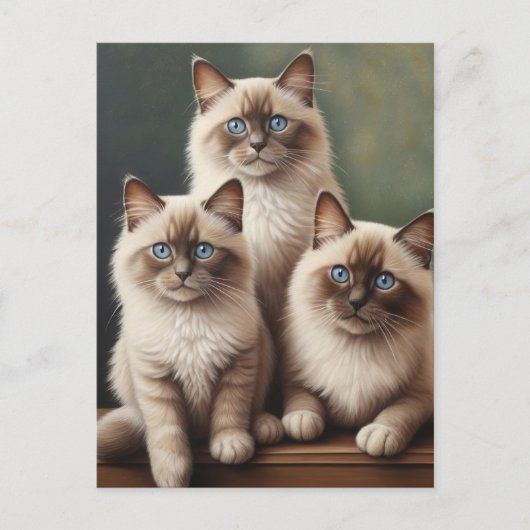 Schattig paar Ragdoll Kittens Sweet Cat Briefkaart (Voorkant)