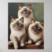 Schattig paar Ragdoll Kittens Sweet Cat Poster (Voorkant)