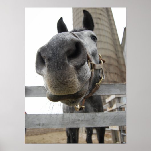 Schattig Paard Close-up Poster (Voorkant)